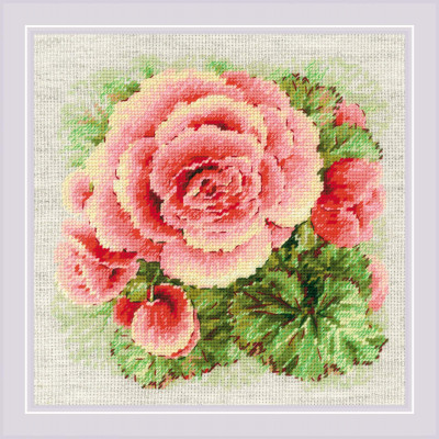 Begonia / RL2122