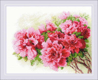 Gorgeous Azalea / RL2258