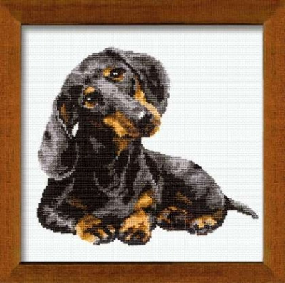 Dachshund / RL906