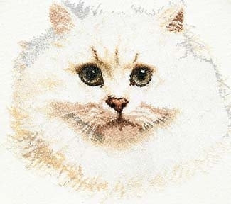 White Persian Cat / GOK1045A