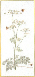 Bees And Queen Ann's Lace / GOK1067A
