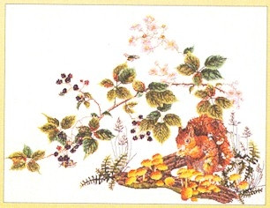 Squirrel / GOK1071
