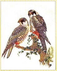 Falcons / GOK2024A