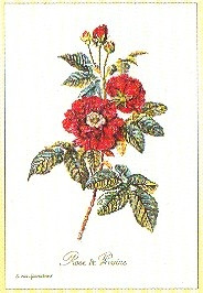Red Roses / GOK2029