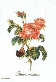 Roses / GOK2030A