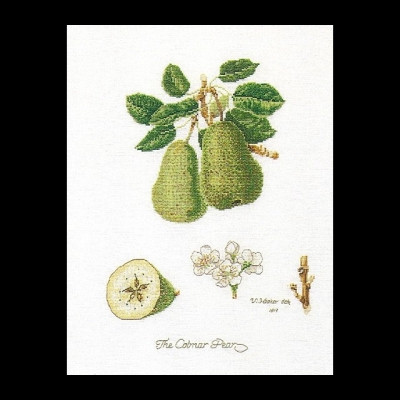 Pears / GOK2056A