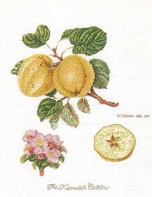 Apples / GOK2057