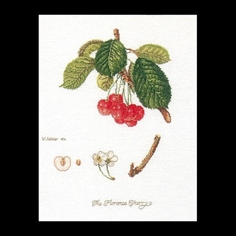 Cherries / GOK2058