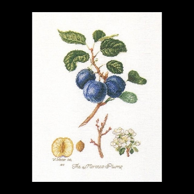 Morrocco Plum / GOK2059