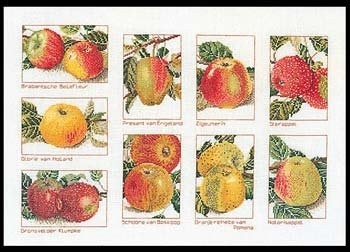 Apples / GOK2082
