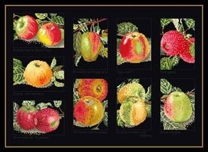 Apples / GOK2082B