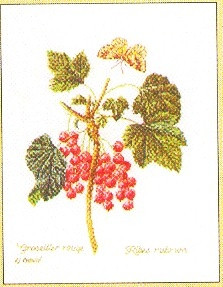 Current Vine / GOK2084
