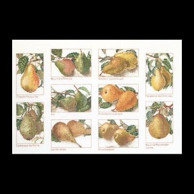 Pears / GOK2097A