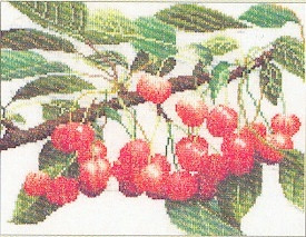 Branch Of Cherries / GOK3014A