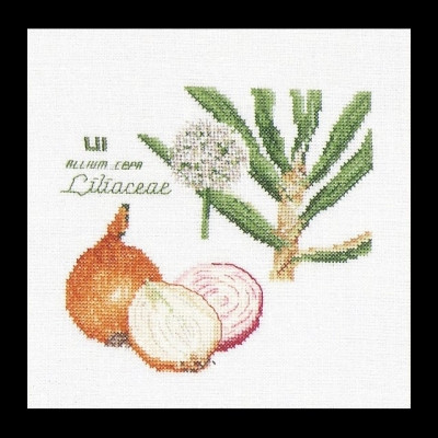 Onion / GOK3042
