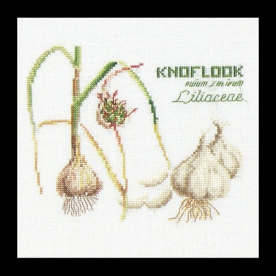 Garlic / GOK3043