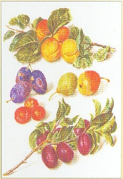 Assortment Of Fruit / GOK3062