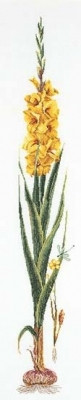 Yellow Gladiolas / GOK3072A