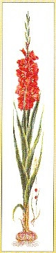 Red Gladiola / GOK3073