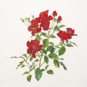 Red Roses / GOK411A