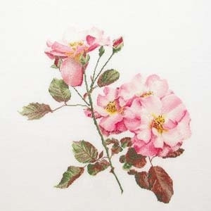 Pink Roses / GOK412