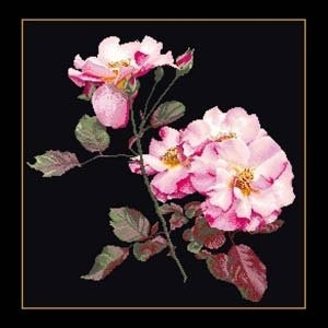Pink Roses / GOK412B