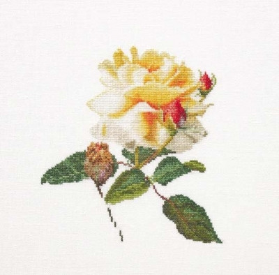 Rose Release / GOK416A