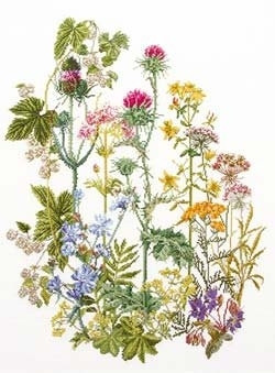 Wildflowers / GOK424A