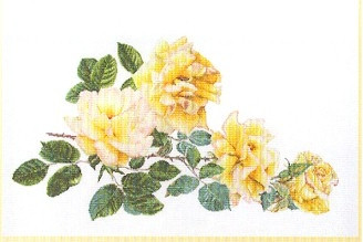 Peace Rose / GOK429A