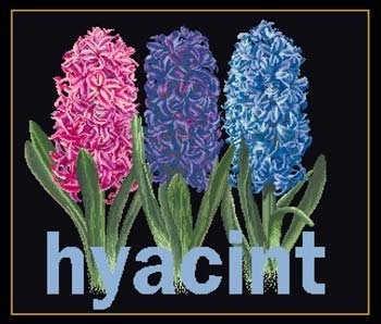 Hyacinth / GOK434B