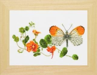 Orange Tip Butterfly / GOK437A