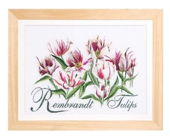 Rembrandt Tulips / GOK447A