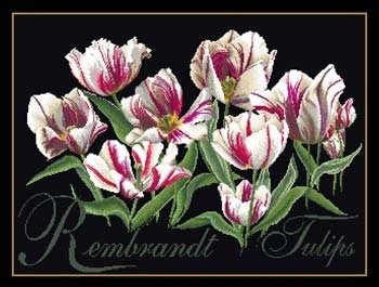 Rembrandt Tulips / GOK447B