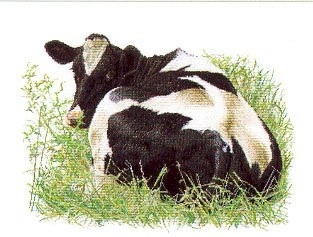 Holstein Cow Looking Back / GOK452