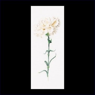 Carnation White / GOK466