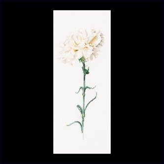 Carnation White / GOK466A