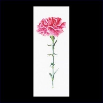 Carnation Pink / GOK467A