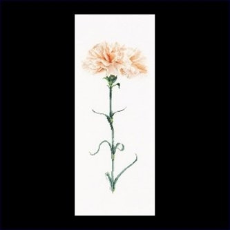 Carnation Peach / GOK468