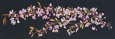 Sakura / GOK481B