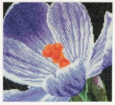 Crocus / GOK487A