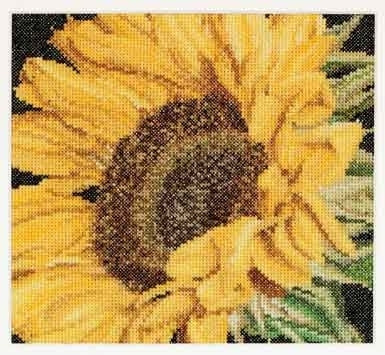 Sunflower / GOK488A