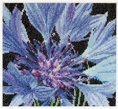 Cornflower / GOK489A