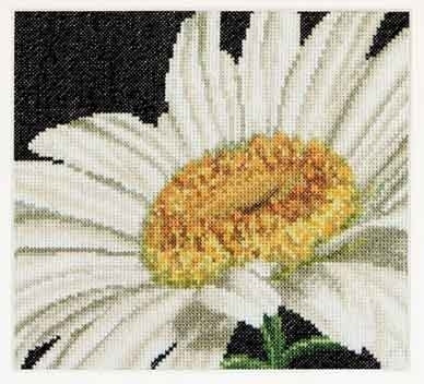 Marguerite / GOK490A
