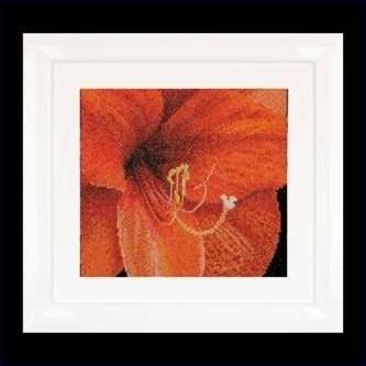 Amaryllis / GOK496A
