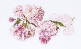 Prunus / GOK512