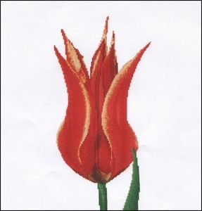 Red/Yellow Lily Flowering Tulip / GOK515