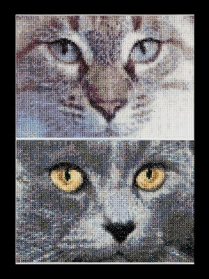 Cats - Jack & Luna / GOK541A