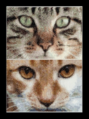 Cats - Tess & Simba / GOK543A