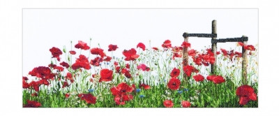 Poppies / GOK546