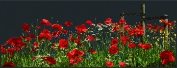 Poppies / GOK546B